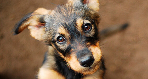 adoptar cachorros porque adoptar cachorros